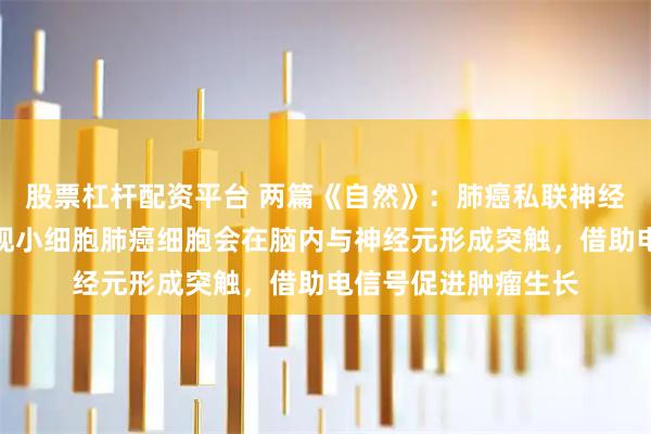 股票杠杆配资平台 两篇《自然》：肺癌私联神经元！科学家首次发现小细胞肺癌细胞会在脑内与神经元形成突触，借助电信号促进肿瘤生长